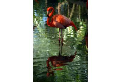 "Flamingo Reflection" by Nancy Pallowick