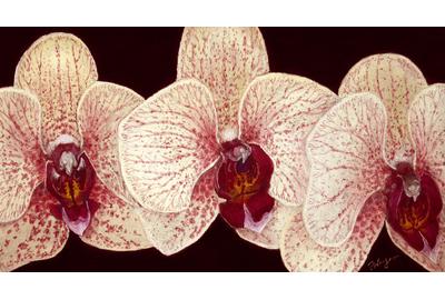 "Three Orchids" by Floriana Hayes