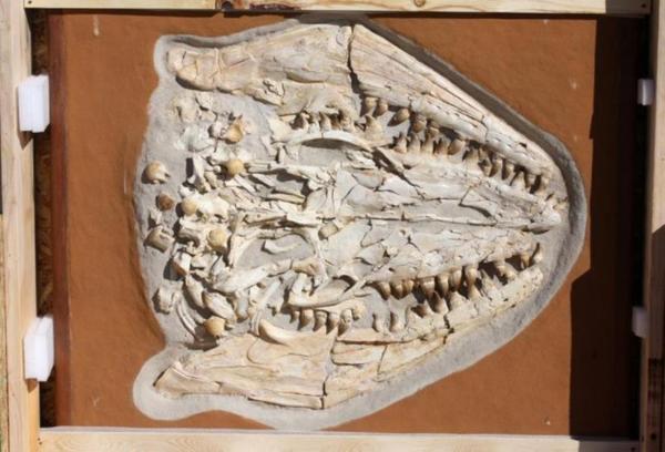 LOT 2: Massive Mosasaurus Prognathodon Fossilized Skull