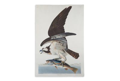 Lot 337: John James Audubon, Fish Hawk, Plate 81, hand-colored aquatint and engraved plate from Birds of America, London, 1830.  Estimate $30,000 to $50,000.