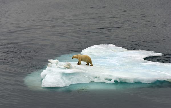 Iain Brownlie Roy.  Polar Bear, Walrus Bay, Ittoqqortoormiit (formerly Scoresbysund), East Greenland, 2007.  Courtesy of the artist