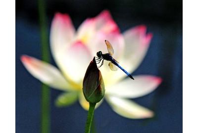 Andrea Braunfeld, Dragon Fly Resting, Archival Pigment Print, 16'' x 20''