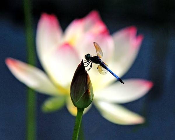 Andrea Braunfeld, Dragon Fly Resting, Archival Pigment Print, 16'' x 20''