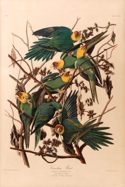 J.J.  Audubon elephant folio "Carolina Parrot" sold for $78,000 at Eldred's Americana, Paintings and Maritime Art auction April 6-8, 2017.