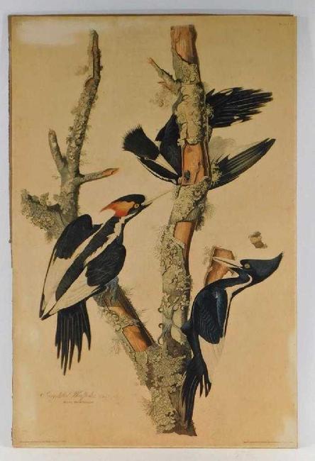 Two original hand-colored etchings by John James Audubon (Haitian-American, 1785-1851) were offered, including this one titled Ivory-Billed Woodpeckers ($46,250).  