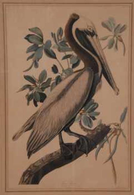 This circa 1820s/'30s print by James J.  Audubon will be sold at auction Wednesday, Jan.  1st.