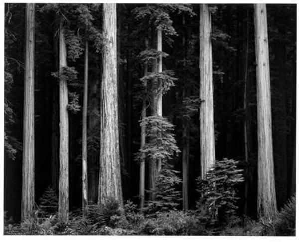 Ansel Adams (American, 1902−1984), Redwoods, Bull Creek Flat, Northern California, ca.  1960, printed 1980, Gelatin silver print, Chrysler Museum of Art, Gift of Dr.  and Mrs.  T.  Lane Stokes, 83.633.7 ©2018 The Ansel Adams Publishing Rights Trust Collection Center for Creative Photography, University of Arizona