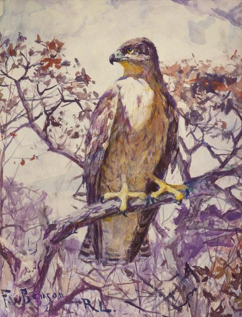 'Hawk' by Frank W.  Benson (1862-1951)