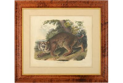 Common American Wildcat by John James Audubon