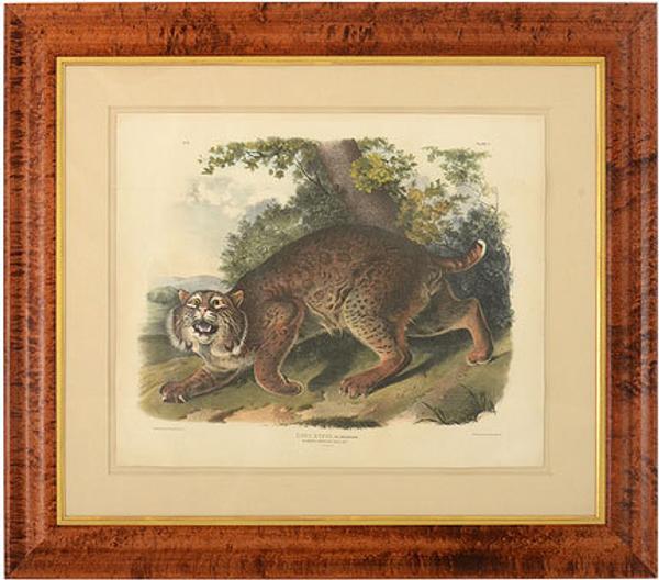 Common American Wildcat by John James Audubon