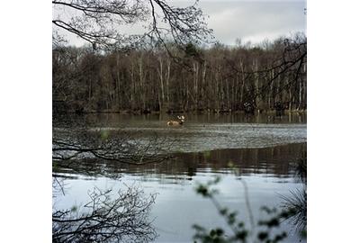 Céline Anaya Gautier, Halali - Chasse à Courre - À La Croisée Des Mondes, Photograph on Fine Art Paper, 16'' x 24''