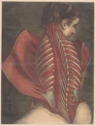 Jacques-Fabien Gautier d’Agoty, French, “Muscles of the Back,” plate 14 from Myologie complette en couleur et grandeur naturelle (Complete Scientific Study of Muscles in Color and Life-Size), 1746.  Color mezzotint.  Philadelphia Museum of Art, Purchased with the SmithKline Beckman Corporation Fund, 1968, 1968-25-79n, TL42415.2.  Image: Courtesy of the Philadelphia Museum of Art.