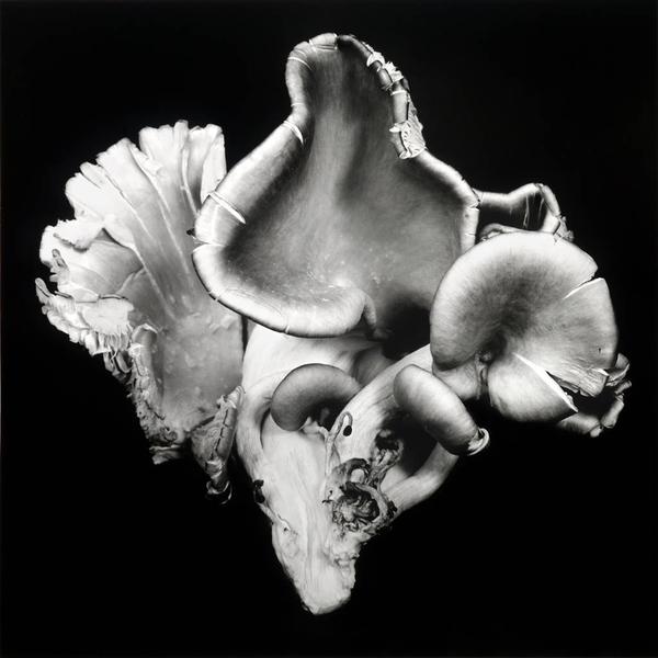 Dale M Reid.  Oyster Mushroom 6.Gelatin Silver Photo.  28"x28"