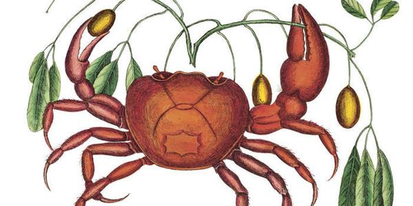 Land Crab, Mark Catesby, 1729-1747