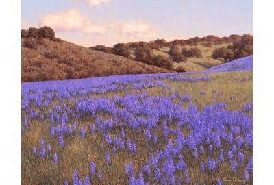 Dennis Doheny "Monterey Lupines", 24 x 30, Oil on linen.  Available Now.