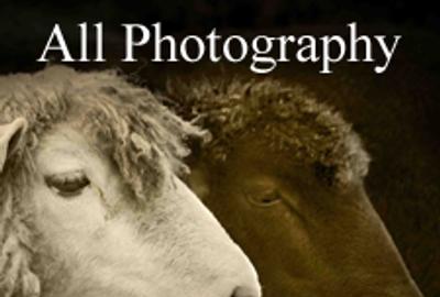 All Photography Online Art Exhibition