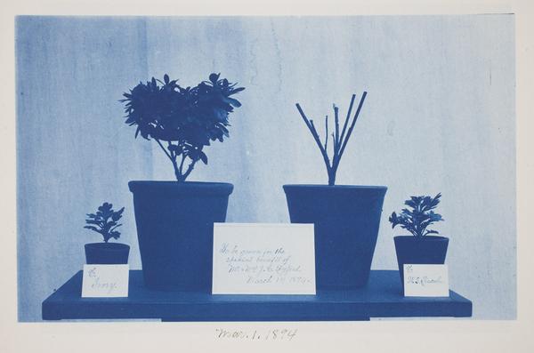 Frederick Coulson, American, 1869-1931, Untitled, March 1,1894, cyanotype, Eliza S.  Paine Fund, 2010.271.32