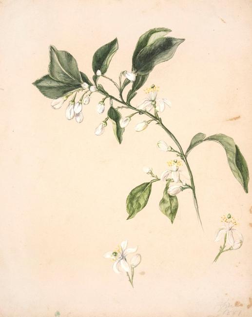 EMILY COLE, Untitled (white flowering branch), April 1881.  Reproduction; Originally watercolor and pencil on paper H: 10 ¾”, W: 8 5/8” 