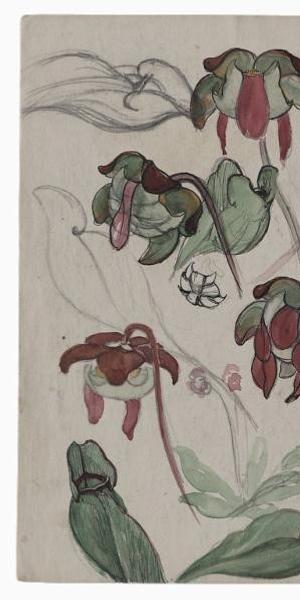 Paul Bransom (1885-1979).  Watercolor and graphite study of pitcher Plants (Sarracenia purpurea), undated.  Paul Bransom papers, Archives of American Art, Smithsonian Institution