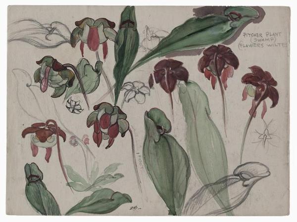 Paul Bransom (1885-1979).  Watercolor and graphite study of pitcher Plants (Sarracenia purpurea), undated.  Paul Bransom papers, Archives of American Art, Smithsonian Institution