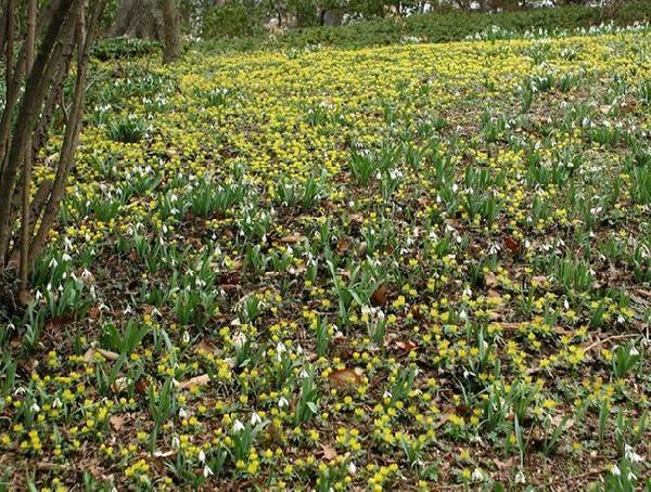 Bright yellow Aconites and white Snowdrops in bloom on Winterthur's March Bank.  Courtesy of Winterthur, photo by Ruth Joyce