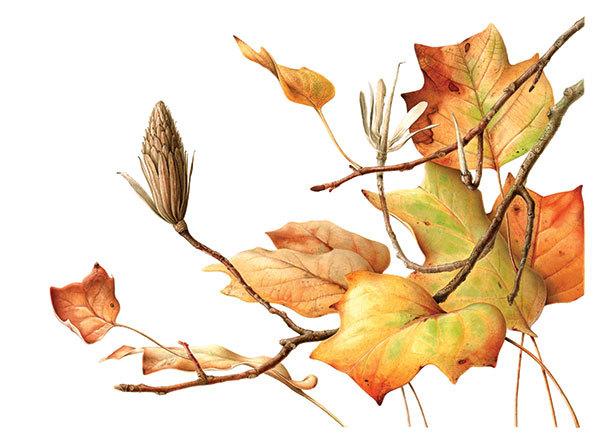 Esmée Winkel, Leiden's 300-Year-Old Tulip Tree in Autumn (2016), Liriodendron tulipifera.  Hortus Botanicus Leiden, Leiden, The Netherlands.  Watercolor on paper.  © Esmée Winkel.  Courtesy of the American Association of Botanical Artists and the New York Botanical Garden.