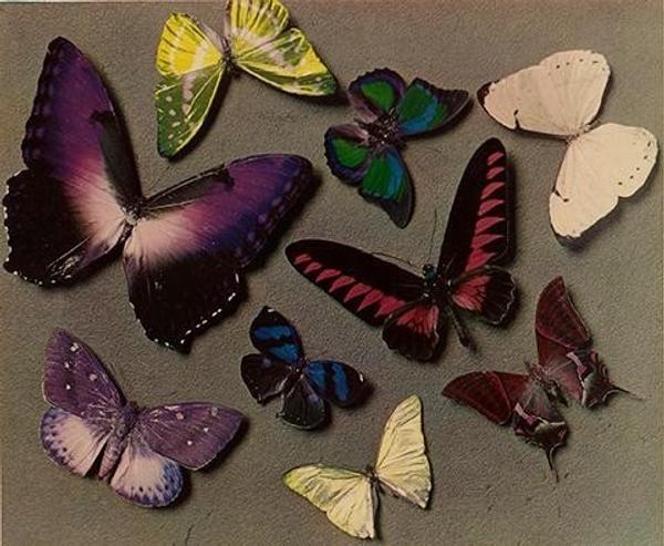 Man Ray (American, 1890 - 1976) [Butterflies], 1935 American Carbro print © Man Ray Trust ARS-ADAGP, The J.  Paul Getty Museum, Los Angeles