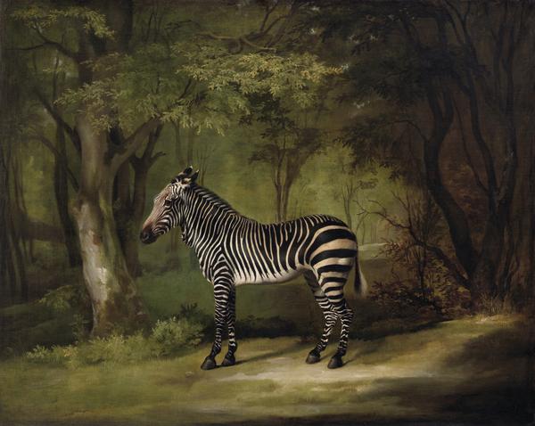 George Stubbs, Zebra, 1763, oil on canvas, Yale Center for British Art, Paul Mellon Collection