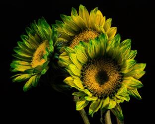 Green California Sunflower Trio - Thomas Jerger - United States