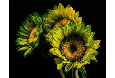 Green California Sunflower Trio - Thomas Jerger - United States