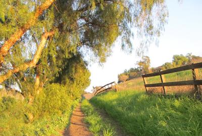 Nellie Gail horse path