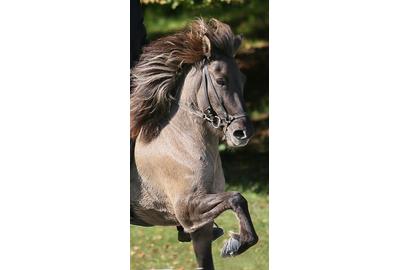 Icelandic horses will be on display at the Katonah Museum of Art’s Midsummer Day on July 27