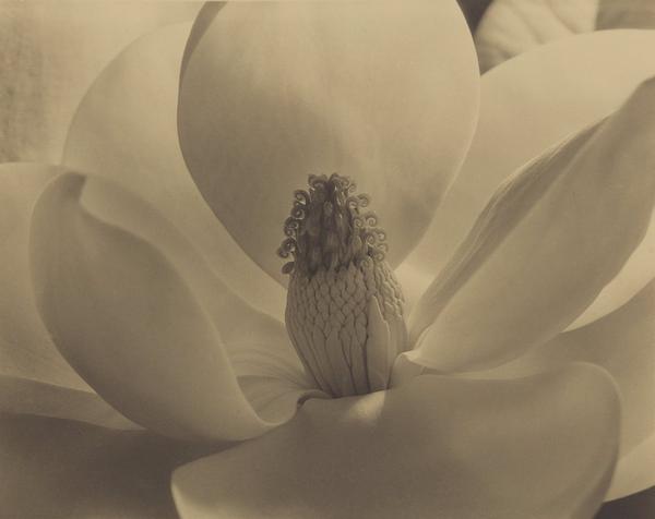 IMOGEN CUNNINGHAM, Magnolia Blossom, Estimate $180,000 - 220,000