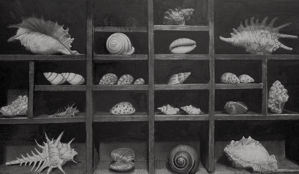 Shells, Cabinet of Curiosities, Pen and Ink by Robert Buratti