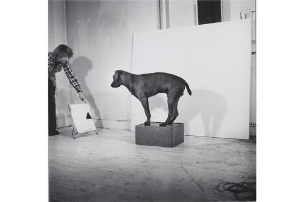 William Wegman, Before/On/After (detail), 1972.  Gelatin silver prints.  The Metropolitan Museum of Art, Vital Projects Fund Inc.  Gift, through Joyce and Robert Menschel, 2016.  © William Wegman, Courtesy the artist