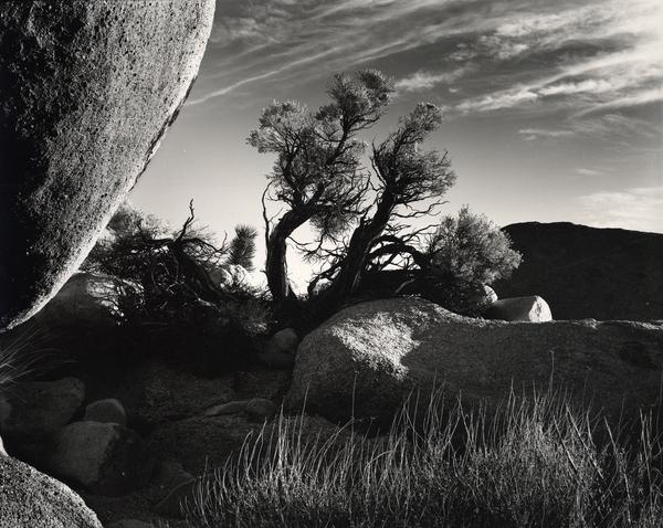 Brett Weston (American, 1911-1993).  desert landscape, California, ca.  1950.  Gelatin silver print.  Oklahoma City Museum of Art.  Gift of the Christian Keesee Collection, 2015.006, © The Brett Weston Archive