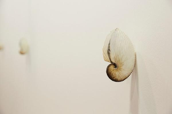 Zac Langdon-Pole's work uses paper nautilus shells, fragile egg-case-shells, made by the genus of Octopedes known as Argonauts, and unique fragments of Meteorite handcrafted to fill the shell’s aperture.