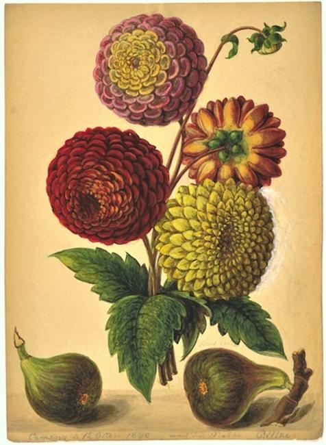 FROM AN EXTRAORDINARY COLLECTION OF 20 BOTANICAL PICTURES BY CARL AND HENRY ULKE