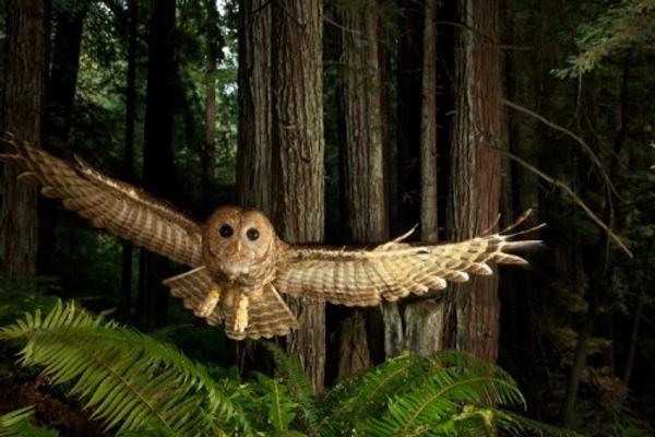 "Wild: Michael Nichols." Northern Spotted Owl in Young Redwood Forest, California, 2009, by Michael Nichols (Courtesy of the artist) © Michael Nichols/National Geographic