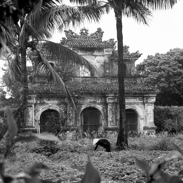 David Constantine, Hue Rice Picker