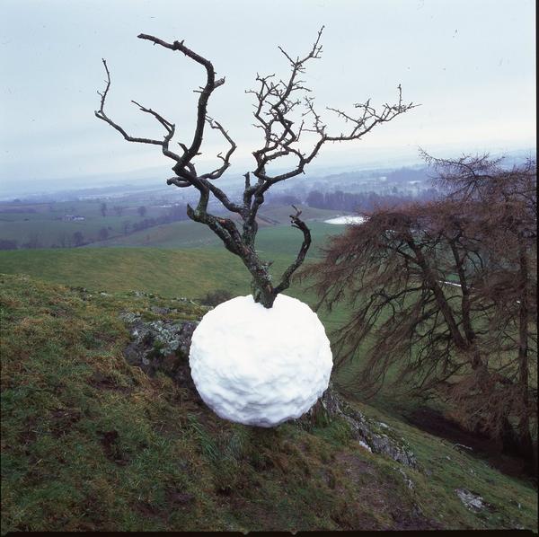 Hawthorn Tree Snowball, 2001, two C prints, 33 x 33 in.  each © Andy Goldsworthy.  