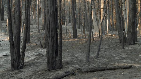 James Benning, Still from Found Fragments (scorched earth, Ash 01, RED CLOUD), 2016.  Three-channel video installation.  