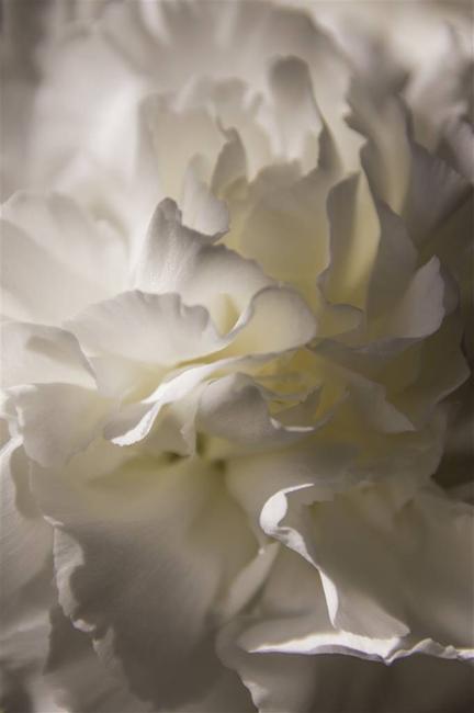 Kathleen Messmer, Enlightened, Photograph on Aluminum, 24'' x 16''