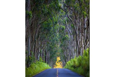 “Tunnel of Trees” by Glen Roberts 