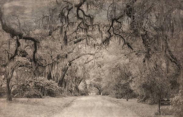 Linda Harding, Horticultural Maze, Photograph on Fine Art Paper, 16'' x 24''