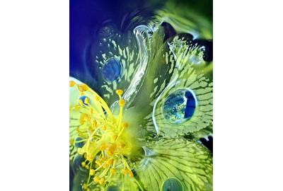 Lorella, Abstract Flower (2), Photographic Print on Metal, 30'' x 22.5''