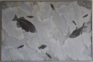 Fossil mural from the Green River, Wyoming formation, 50 million years old, showing fossilized remains of creatures from the Eocene period.  (est.  $15,000-$25,000).