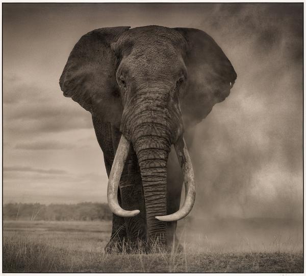 Nick Brandt, Portrait of Elephant in Dust, Amboseli, archival pigment print, 2011.  Estimate $40,000 to $60,000.