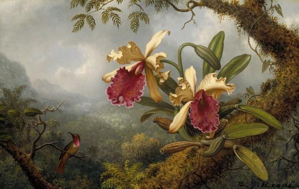 Martin Johnson Heade, Orchids and Hummingbird, 1875-83.  Museum of Fine Arts, Boston.  Gift of Maxim Karolik for the M.  and M.  Karolik Collection of American Paintings, 1815–1865.