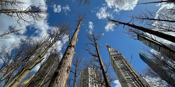 Maya Lin's Ghost Forest, 2021.  Courtesy of the artist and Madison Square Park Conservancy.  Photo: Maya Lin Studio